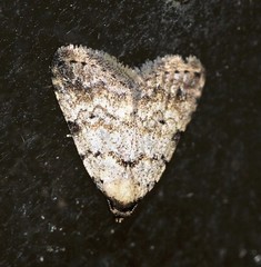 Alapadna pauropis
