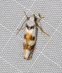 Plectophila pyrgodes