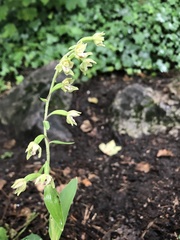 Epipactis bugacensis rhodanensis