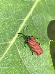 Pyropterus nigroruber