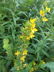 Lysimachia punctata