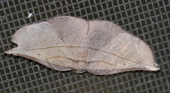 Xenomusa metallica