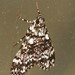 Lacalma albirufalis - Photo (c) Ian McMaster,  זכויות יוצרים חלקיות (CC BY-NC), הועלה על ידי Ian McMaster
