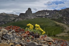 Eriogonum desertorum