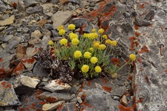 Eriogonum desertorum
