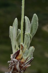 Eriogonum desertorum