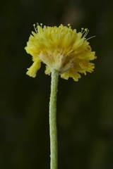 Eriogonum desertorum