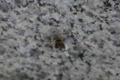 Deltoplastis apostatis