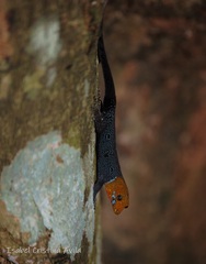 Gonatodes albogularis