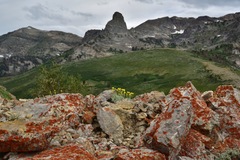 Eriogonum desertorum