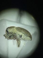 Tychius meliloti