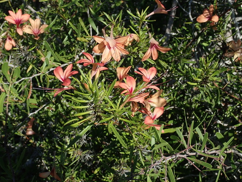 Barleria her