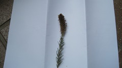Microdon capitatus
