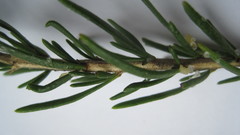 Microdon capitatus