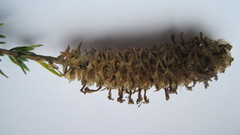 Microdon capitatus