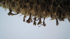 Microdon capitatus