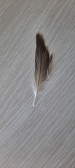 Anas platyrhynchos