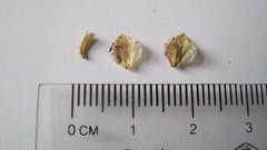 Microdon capitatus