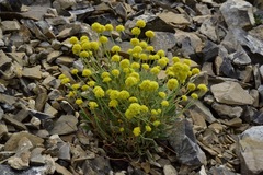 Eriogonum desertorum