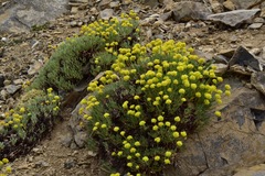 Eriogonum desertorum