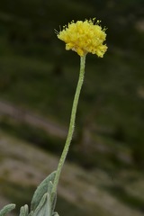 Eriogonum desertorum