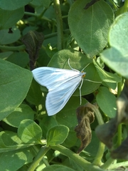 Palpita flegia