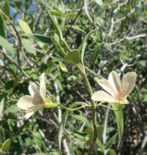 Barleria puberula