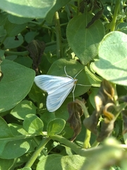 Palpita flegia