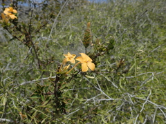 Barleria decaryi