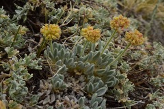 Eriogonum kingii