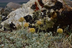 Eriogonum kingii
