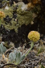 Eriogonum kingii