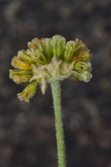 Eriogonum kingii