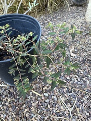 Euphorbia hypericifolia