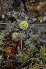 Eriogonum kingii