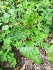 Plantago major