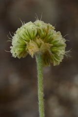 Eriogonum kingii