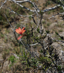 Barleria her