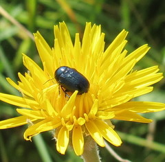 Cryptocephalus violaceus