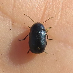 Cryptocephalus violaceus