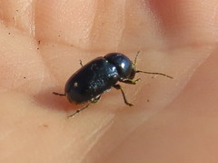 Cryptocephalus violaceus