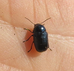 Cryptocephalus violaceus