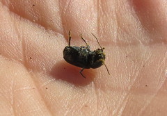 Cryptocephalus violaceus