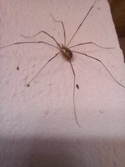 Dasylobus argentatus