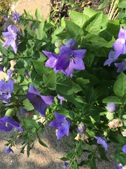 Platycodon
