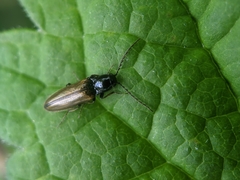 Oestodes tenuicollis