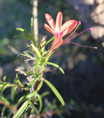 Barleria her