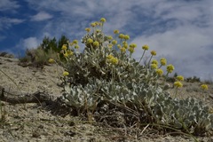Eriogonum anemophilum