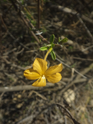 Barleria parvispina