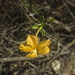 Barleria parvispina - Photo (c) laurence-clubbotatoliara, some rights reserved (CC BY-NC)